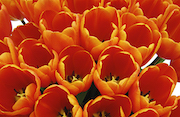 Queen's Day Tulips